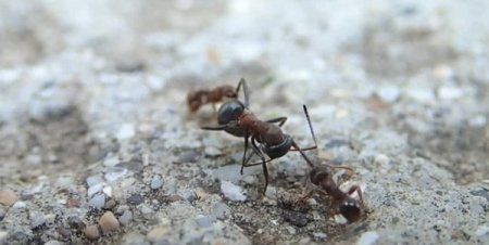дерновый муравей (tetramorium-caespitum)